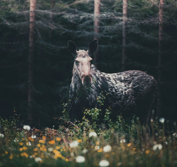 Piękno natury w ujęciu młodego fotografa z Finlandii