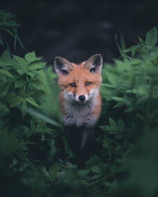 Piękno natury w ujęciu młodego fotografa z Finlandii
