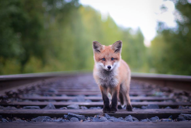 Piękno natury w ujęciu młodego fotografa z Finlandii