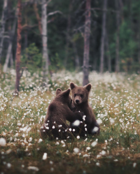 Piękno natury w ujęciu młodego fotografa z Finlandii