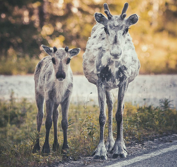 Piękno natury w ujęciu młodego fotografa z Finlandii