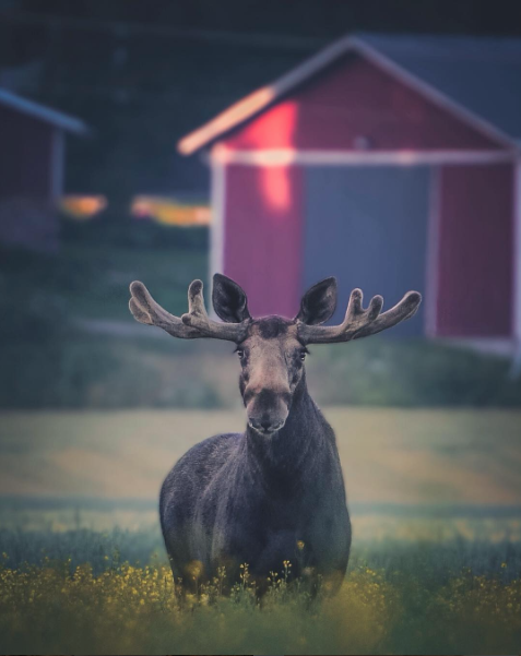Piękno natury w ujęciu młodego fotografa z Finlandii