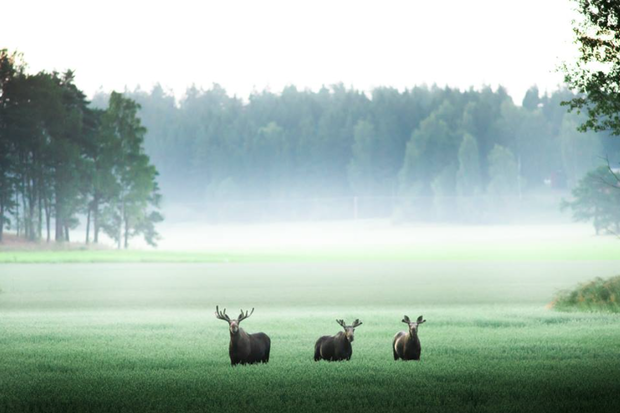 Piękno natury w ujęciu młodego fotografa z Finlandii