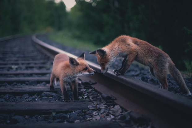 Piękno natury w ujęciu młodego fotografa z Finlandii