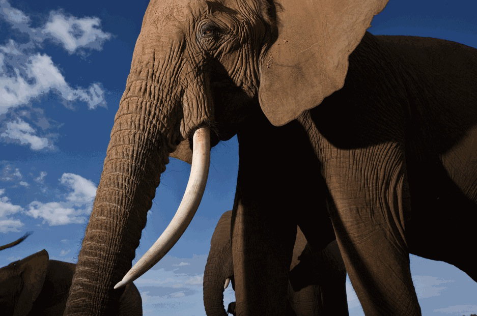Namibia i Zimbabwe chcą przywrócić handel kością słoniową