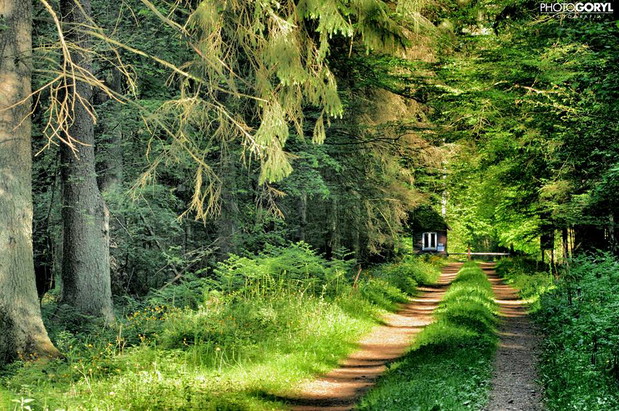 3. Białowieża