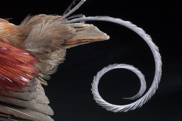 3. Sierpowaty ogon