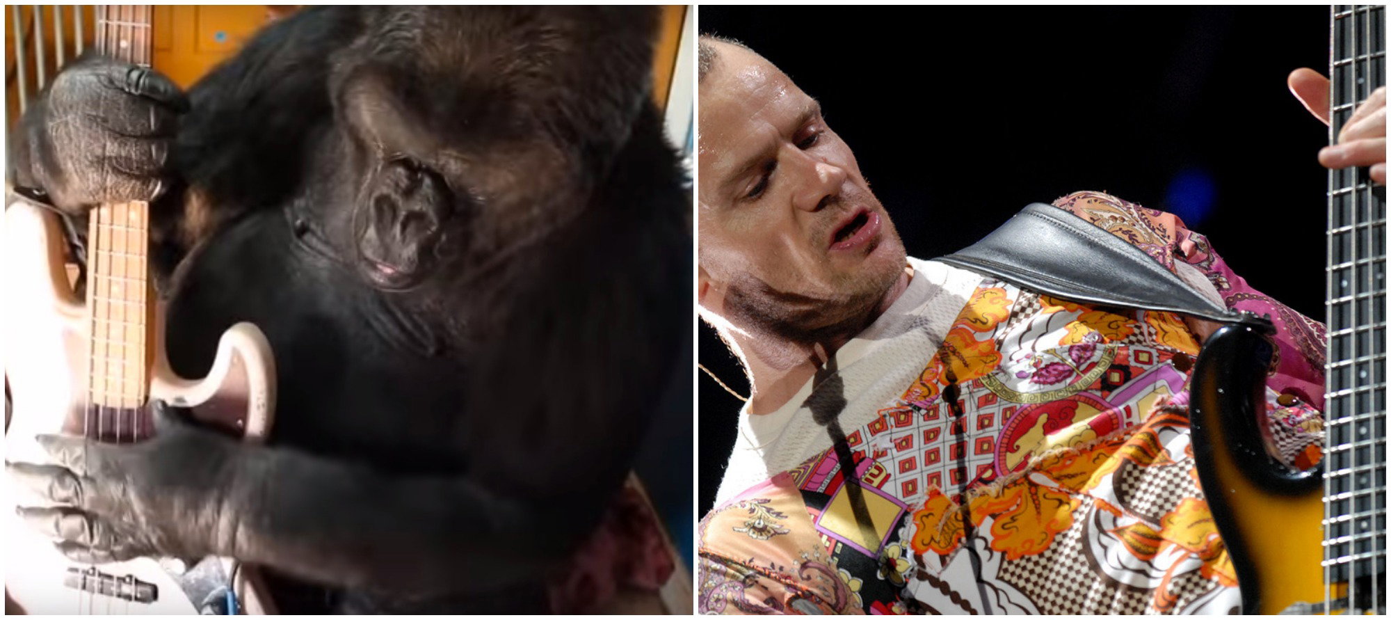 Gorylica Koko i Flea z Red Hot Chilli Peppers - co za spotkanie!