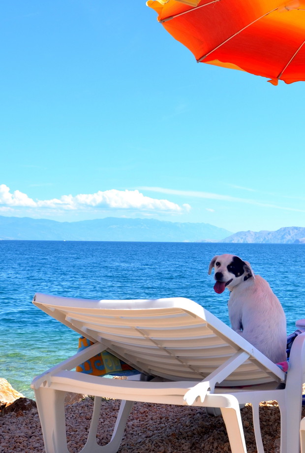 Crikvenica - bar i plaża przyjazne psom