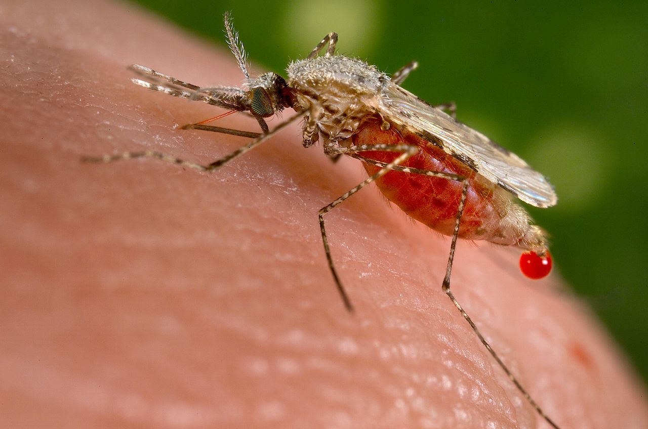 To nie jest ponury żart. Masz większe szanse na przetrwanie eboli jeśli... zarazisz się malarią