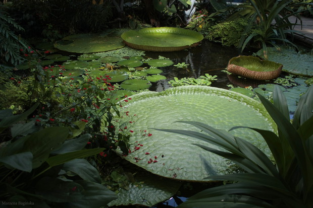 Ogród botaniczny