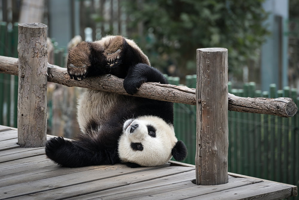 Panda wielka
