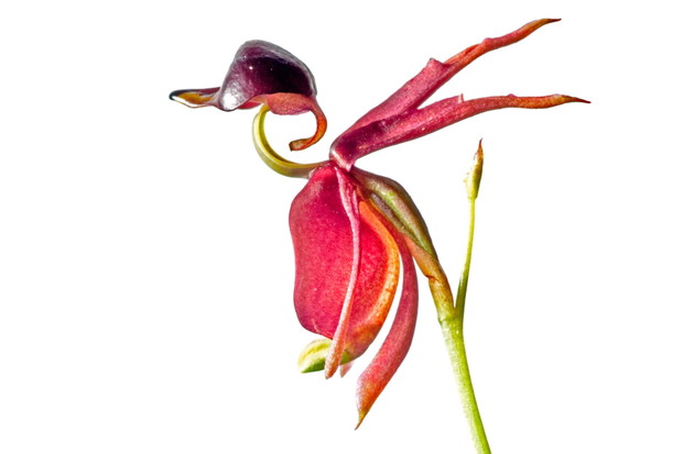 Kacza orchidea (Caleana major)