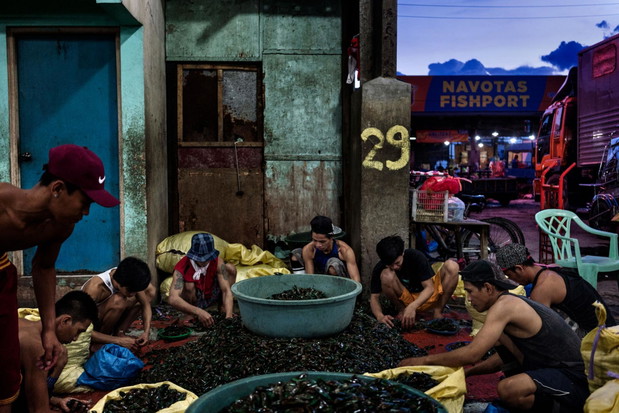 Pracownicy portu rybnego Navotas sortują małże.