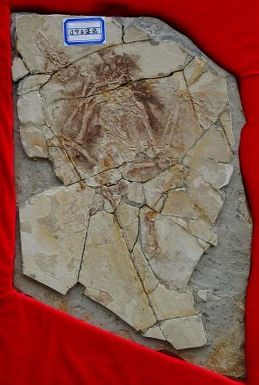 10. Skamielina archeoraptora