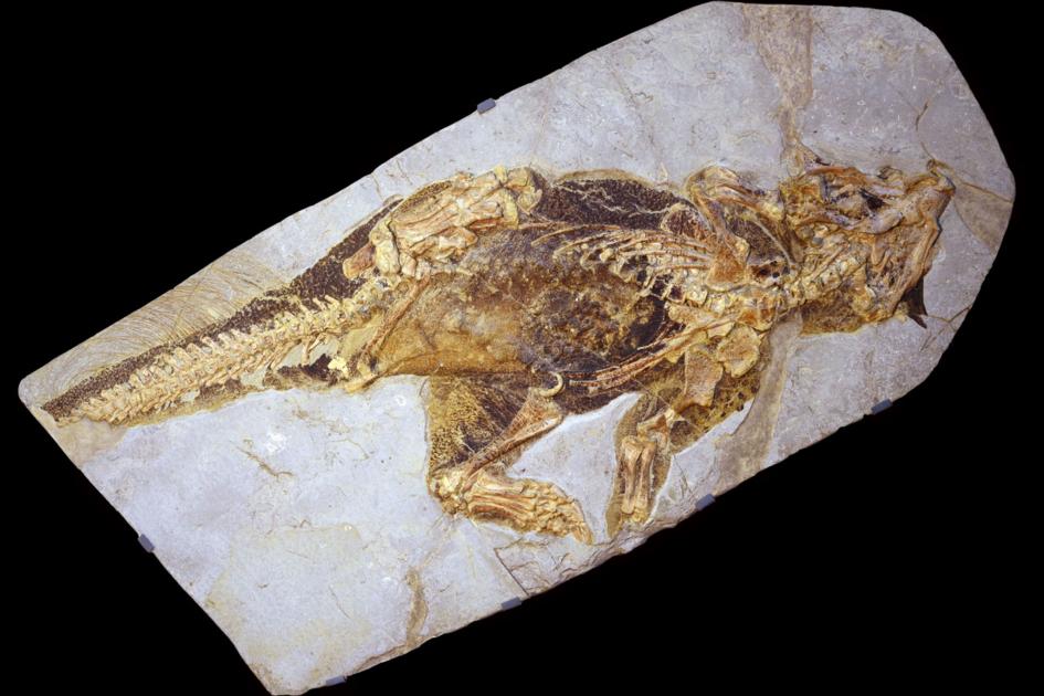 Kamuflaż dinozaurów
