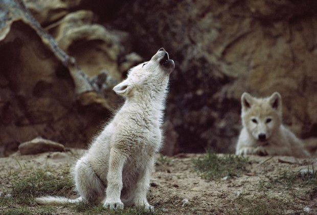 Auuuuu!
