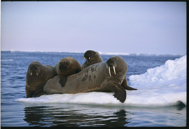 Chillout