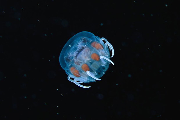 Meduza nieduża