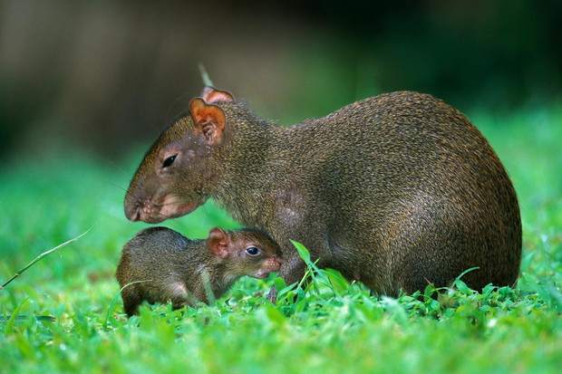 Mini-mama