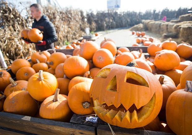 Farma Dyń – Magic Pumpkin Farm Powsin