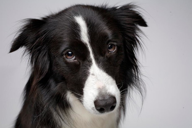 Border collie