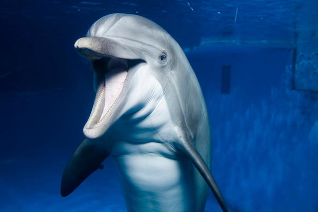 Delfiny
