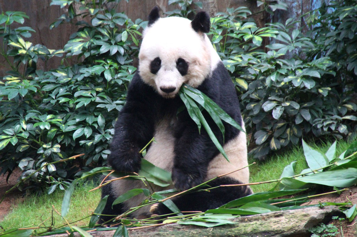Yin Yin w Hong Kongu