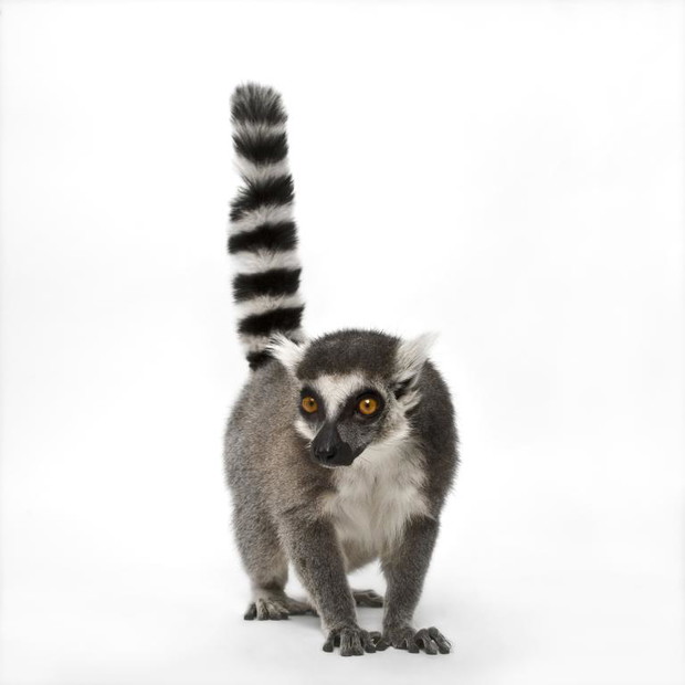 Lemur katta
