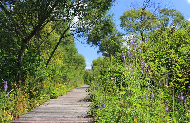 Podlasie, Biebrzański Park Narodowy