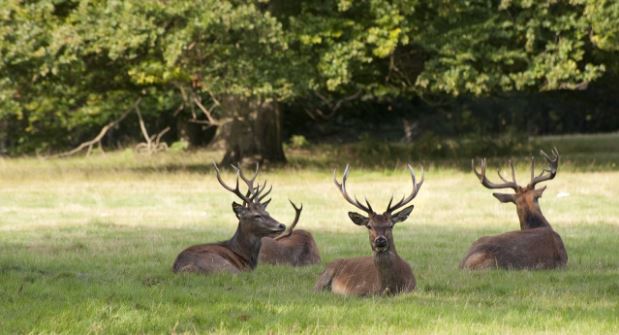 Wspaniały relaks w angielskim wydaniu (Windsor Great Park)