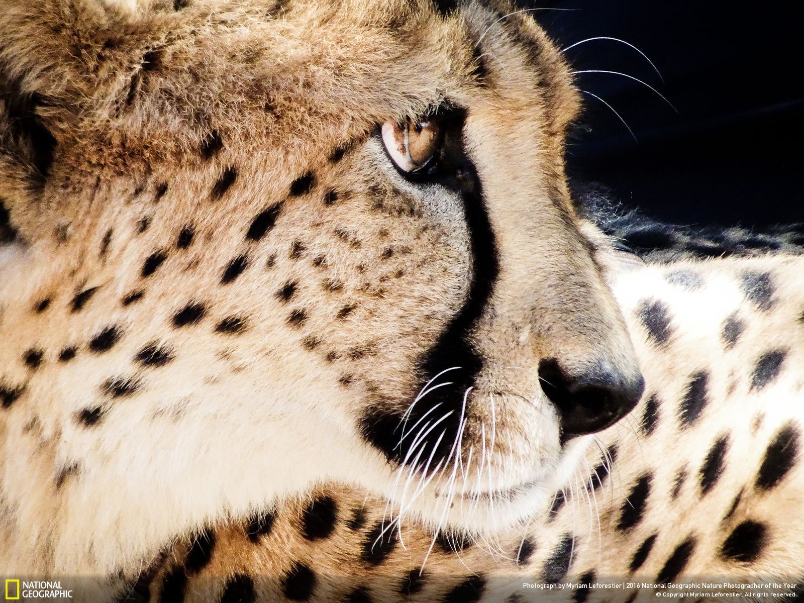 Gepard gwiazdor
