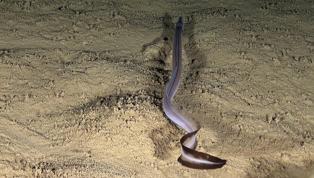 Eskpedycja Oceana w okolicach Libanu