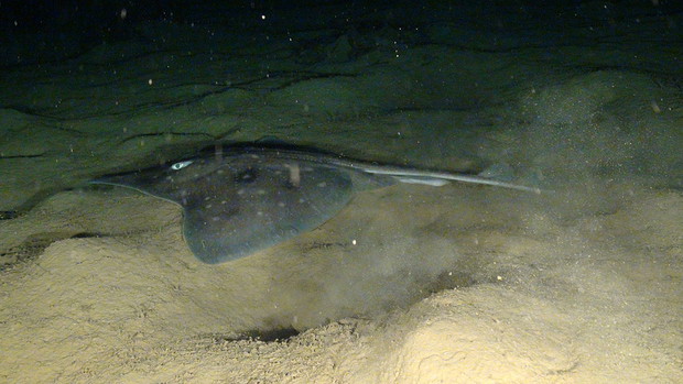 Eskpedycja Oceana w okolicach Libanu