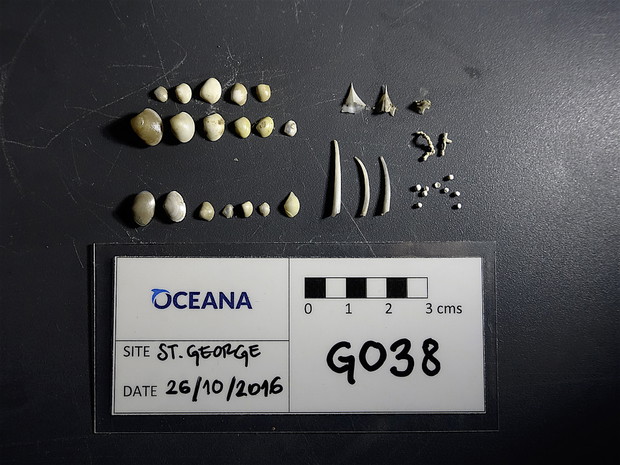 Eskpedycja Oceana w okolicach Libanu