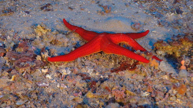 Eskpedycja Oceana w okolicach Libanu