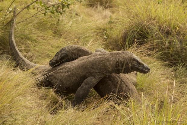 Komodo - kraina smoków
