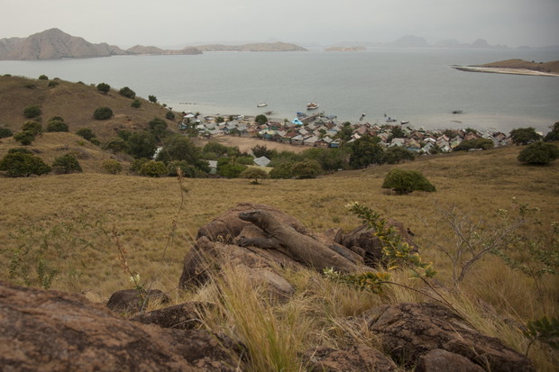 Komodo - kraina smoków