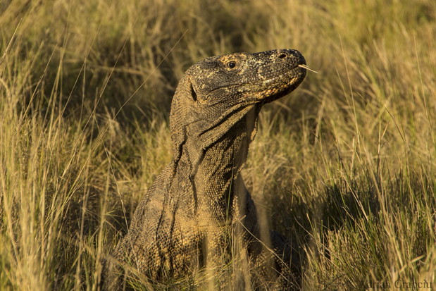 Komodo - kraina smoków