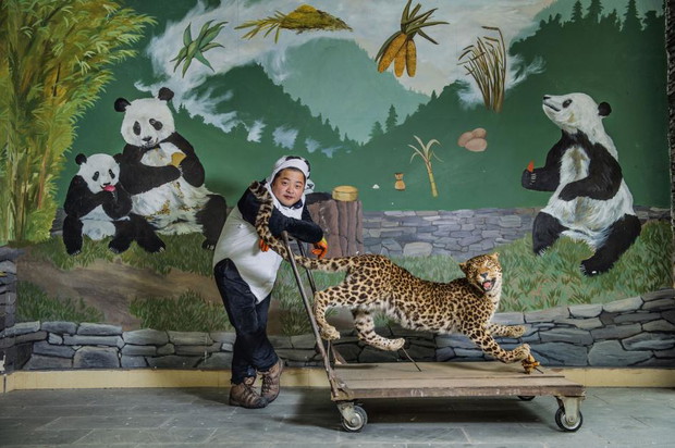 Nauczyciel panda