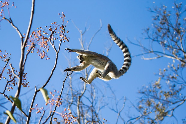 Madagaskar