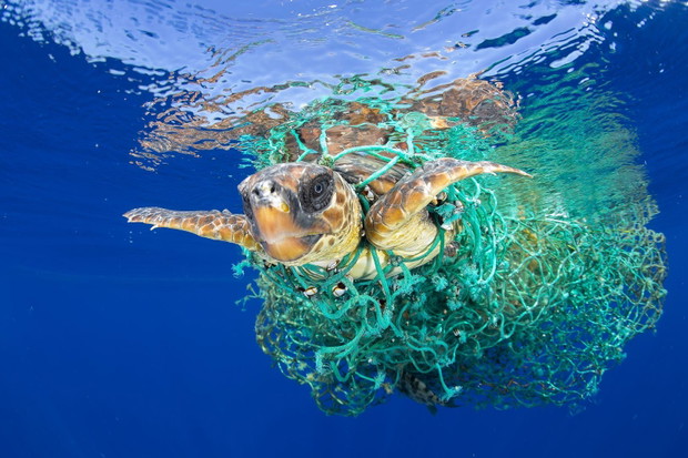 Caretta Caretta w pułapce