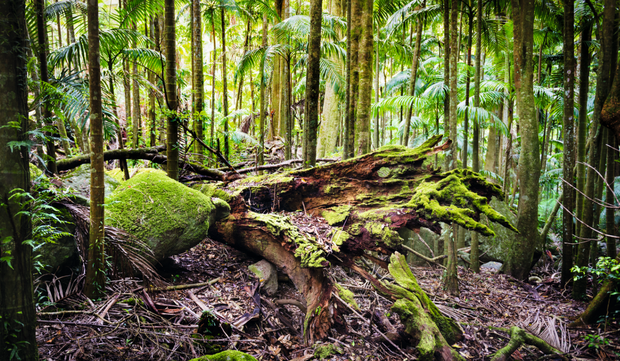 Mount Warning