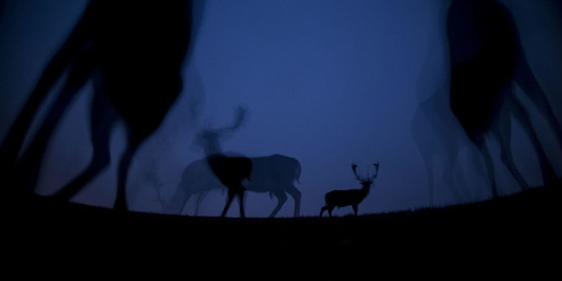 Reportaż z nocnej dzikiej Afryki