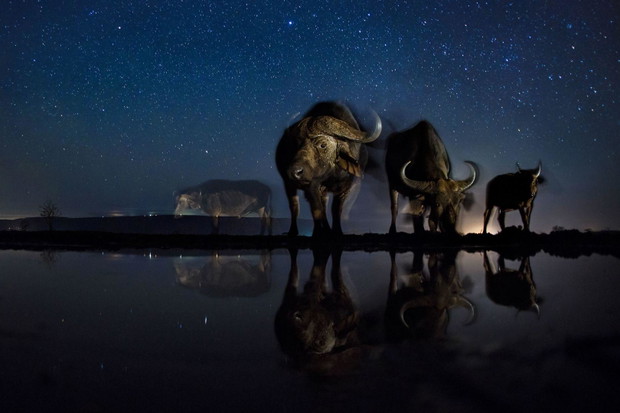 Reportaż z nocnej dzikiej Afryki