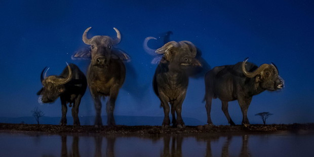 Reportaż z nocnej dzikiej Afryki