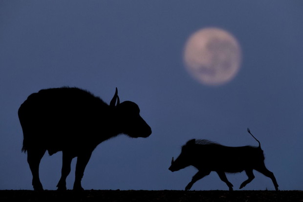 Reportaż z nocnej dzikiej Afryki