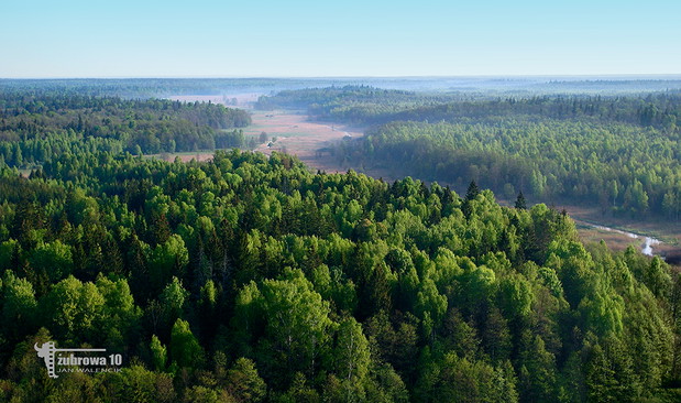 Saga o Puszczy Białowieskiej