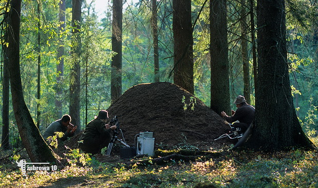 Saga o Puszczy Białowieskiej