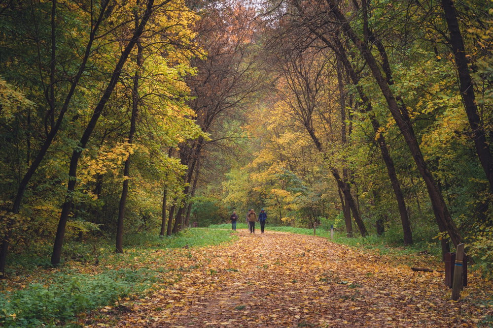 Kampinoski Park Narodowy leży tuż obok Warszawy. Można w nim spotkać łosie i wilki (fot. Shutterstock)